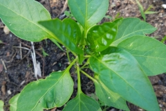(2/2) I use small amounts, and I see healthy waxy leaves and pepper plants that have 2-3 peppers on them.  The lateral shoots are exploding off the stems just like my observations with Blue Gold last season on my peppers.   Check out the heavy wax layer on the leaves.  Thanks again for making a great product.” -Brian (New Jersey)