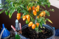 (1/3) My pepper plants were grown with Blue Gold™ Base and Blue Gold™ Worm Castings!