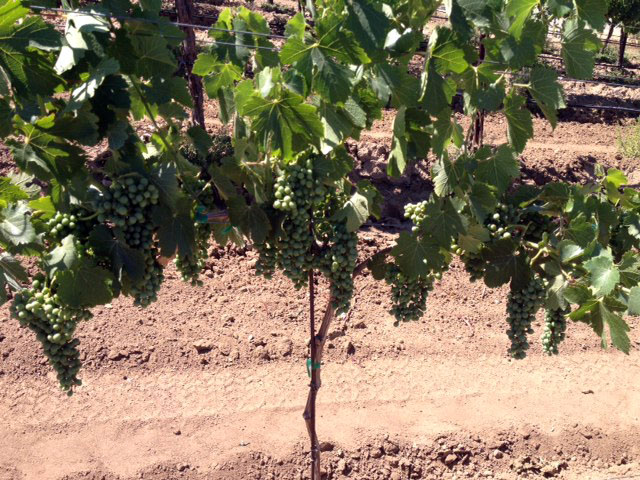 (1/2) Eden’s Blue Gold™ has seen great success resurrecting year long (and more) dead vineyards, even ones that were plagued by various diseases like Pierce Disease and others. This Pierce Disease vine was dead and slated for removal for an entire year.