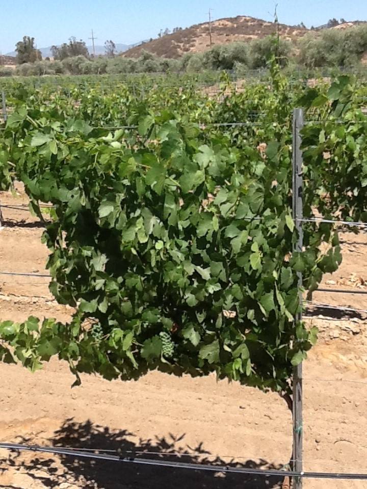(9/11) Often, 'greening' is mistaken as a Potassium deficiency. Usually correct, but Potassium cannot be absorbed if there is a Calcium deficiency as well. And sadly it is one nutrient most usually not accounted for. Contact Eden today for a unique Calcium enhanced Blue Gold™ that will quickly remediate those yellow leaves as we did on this vineyard. This is a vine that was suffering extreme yellowing. After a few applications of Blue Gold™ and Blue Gold™ C4-Calcium, this vine was back on track for a dark vibrant green health.