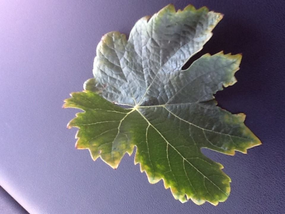 (1/2) This is a leaf from a vineyard who just started using Blue Gold™ and are seeing their yellowing reduced!