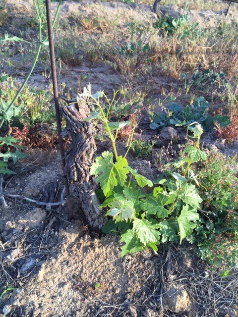 (1/4) These Pierce Disease ridden vines were revived on the Blue Gold™ program that was treated with the Fall fertigation protocols.