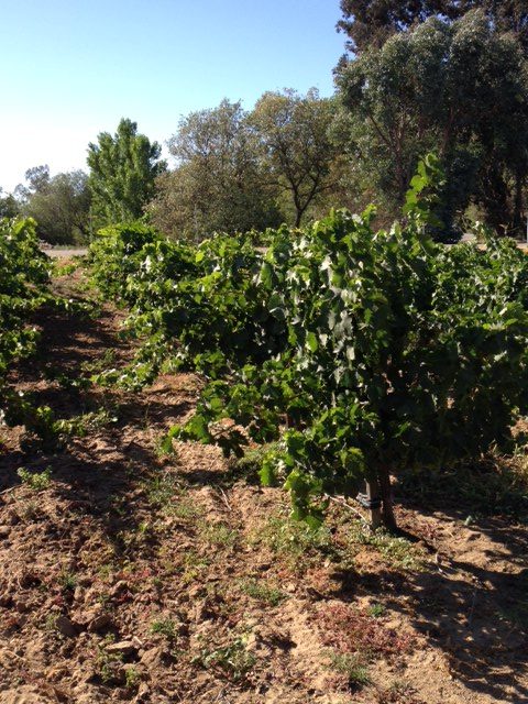 (3/4) Here is a dark green vineyard disease and greening free thanks to the Blue Gold™ and Blue Gold™ C4-Calcium.