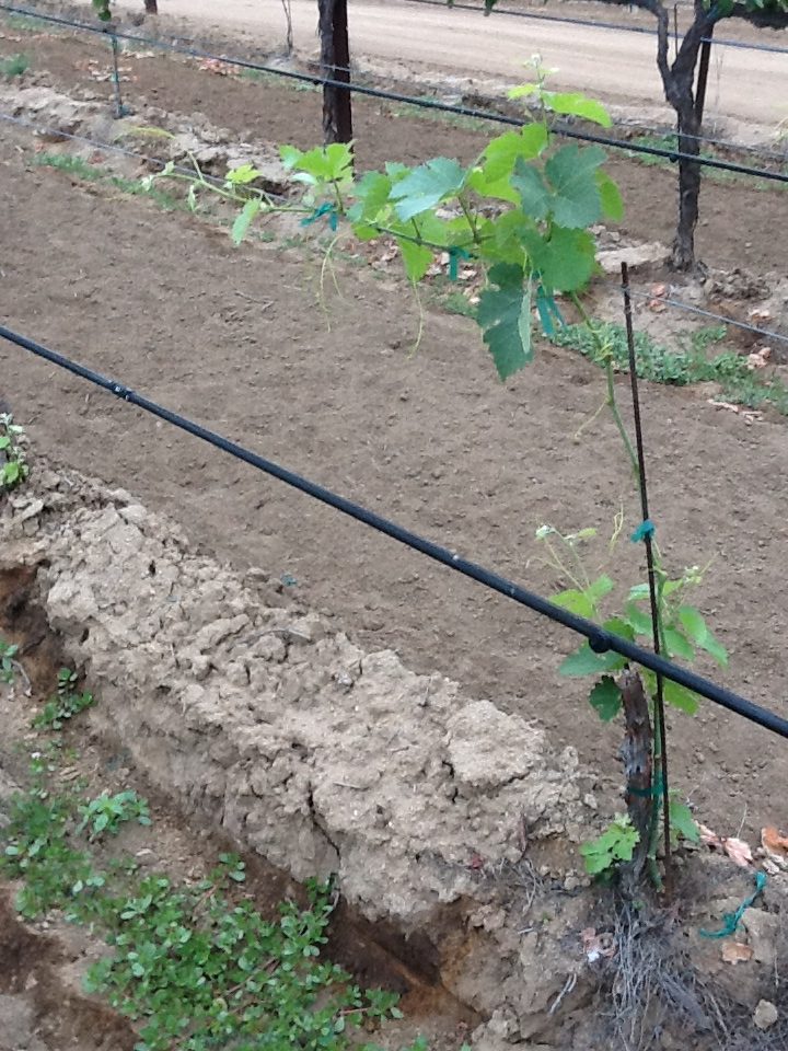 The grower did not think they would make it through the heat of the summer. The vines did very well and continued to grow all the way until October.