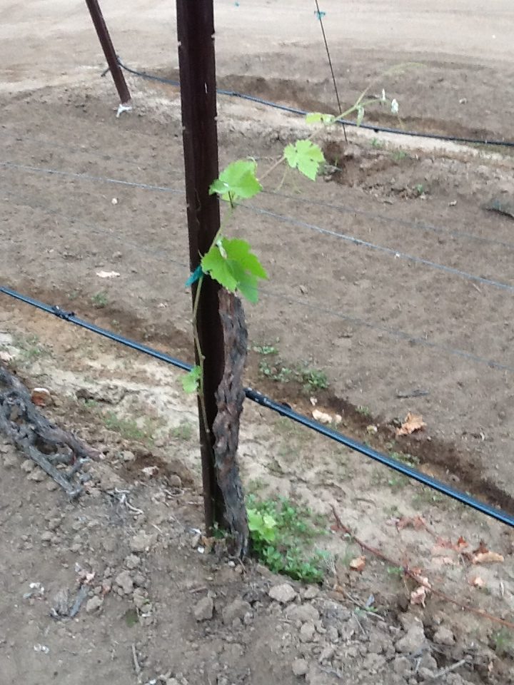 These vines have not produced any leaves or growth for two years.