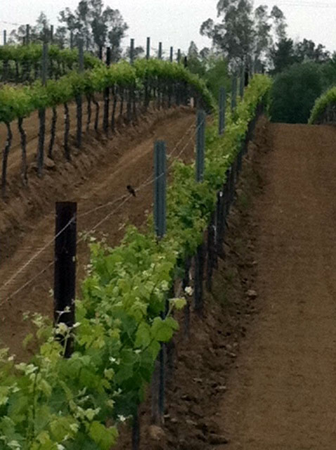 Here are young vines with great vigor and vibrant health, running on the Blue Gold™.