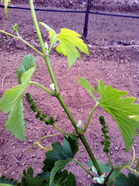 This vineyard is experiencing excellent fruit sets previously not seen by this vineyard grower.