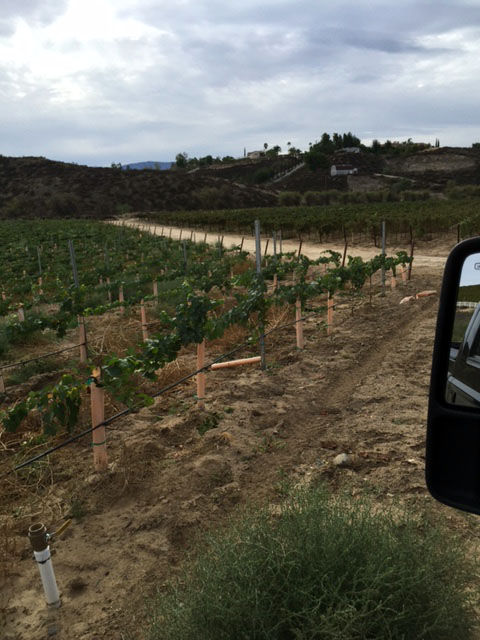 New vines on Blue Gold™. These new vines produced fruit their first year.