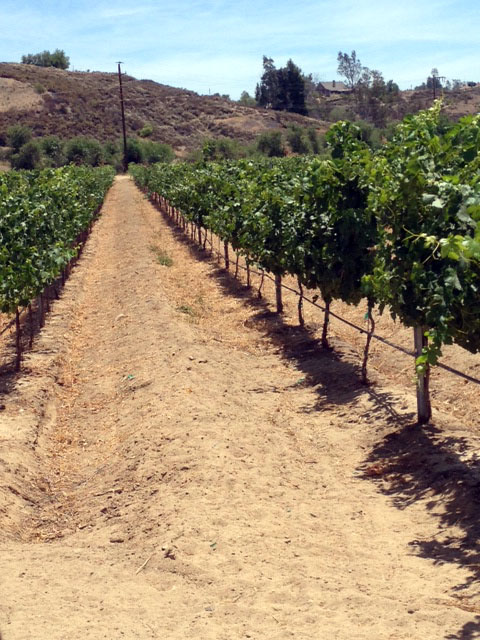 (10/11) This Blue Gold™ vineyard is vigorous, and its vitality is through the roof.
