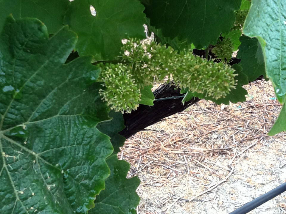 This vineyard grower was very surprised to see the huge size increase in his vineyard blooms, noting how wide and large they were on the Blue Gold™ program.