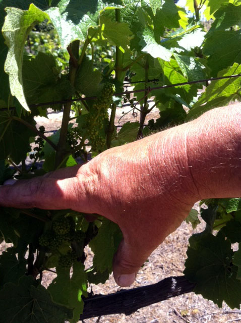 This vineyard farmer is happy to see his massive fruit sets using Blue Gold™!