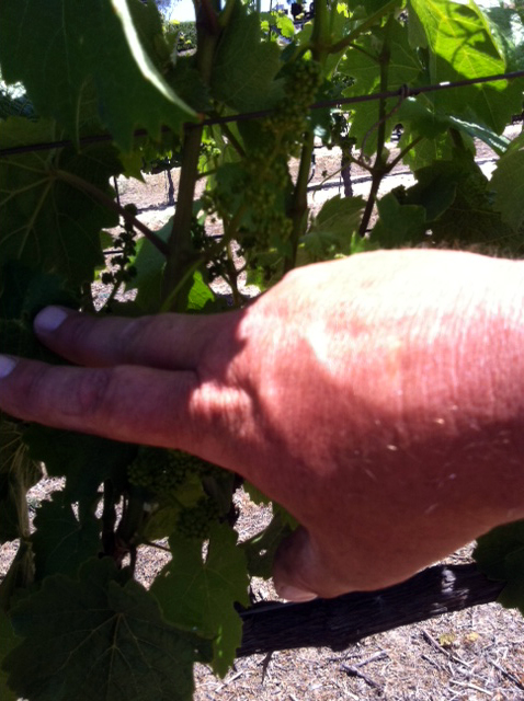 The treated vines experienced zero pest pressure from “leafhoppers”. Peter said this was the first time in 3 years he has been pest free.