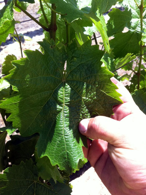 This yellowing vineyard was cured through Blue Gold™!