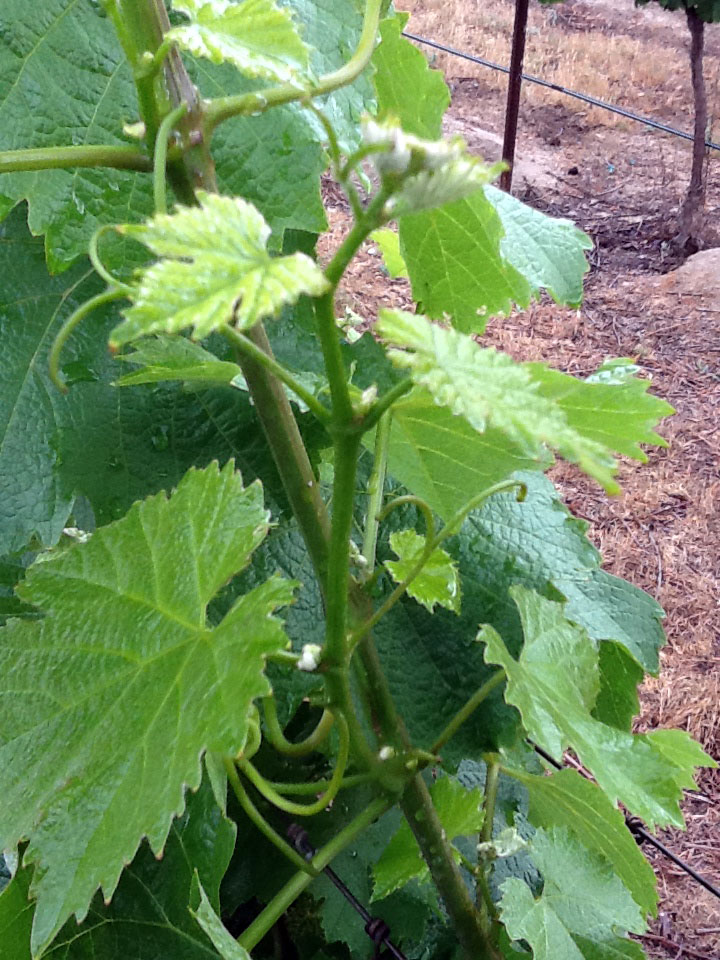 The internode spacing on this vine is closing up thanks to the Blue Gold™. With the internodes closer together it will set more fruit.