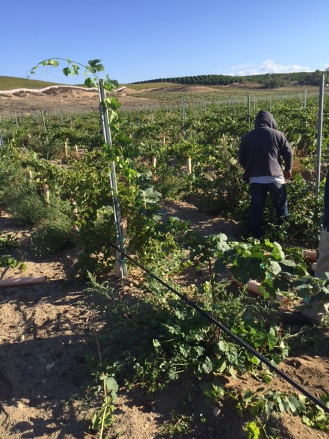 10 Month old vines on the Blue Gold™ Program are preparing for a harvest! Incredible!