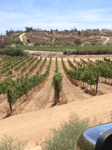 Blue Gold™ vineyard is looking awesome!