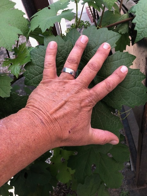"(1/2) “Still using the Blue Gold™ Base Blend and and I can palm a basketball but this leaf is to big to handle!! Thought you would appreciate the picture.”"