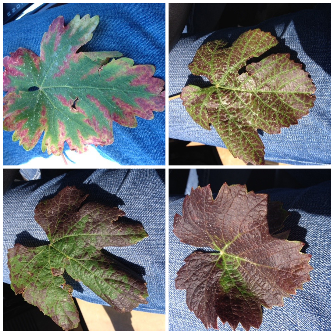(2/2) And this is what the neighbor’s non-Blue Gold™ leaves look like. Yikes!