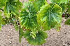 These vineyard leaves were experiencing a loss of color, and thanks to Blue Gold™ quickly came back to dark green.