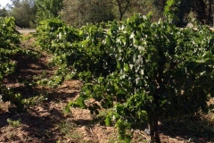 (3/4) Here is a dark green vineyard disease and greening free thanks to the Blue Gold™ and Blue Gold™ C4-Calcium.