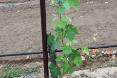 After only 2 applications of Blue Gold™ Solutions, the vines began growing again!