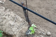 Blue Gold™ Solutions revived this vine from Sharpshooter Pests, Pierce Disease, and more!