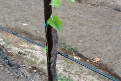 These vines have not produced any leaves or growth for two years.