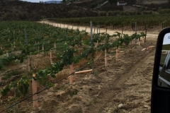 New vines on Blue Gold™. These new vines produced fruit their first year.