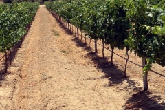 (10/11) This Blue Gold™ vineyard is vigorous, and its vitality is through the roof.
