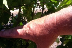 This vineyard farmer is happy to see his massive fruit sets using Blue Gold™!