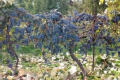 Amazing fruit set on this Concord Grape Vine in Washington St., treated with Blue Gold™.