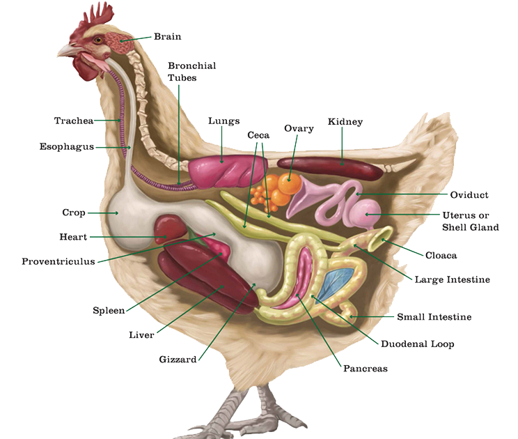 PF_Chicken-Anatomy-1200×630