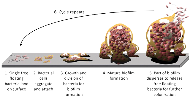 Zeng_life-cycle-of-biofilm-image-