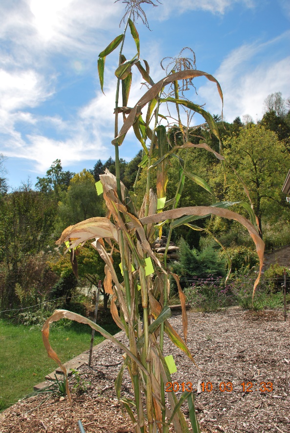 Nine Ears Of Corn From A Single Bluegold Stalk Bluegold By Eden Solutions