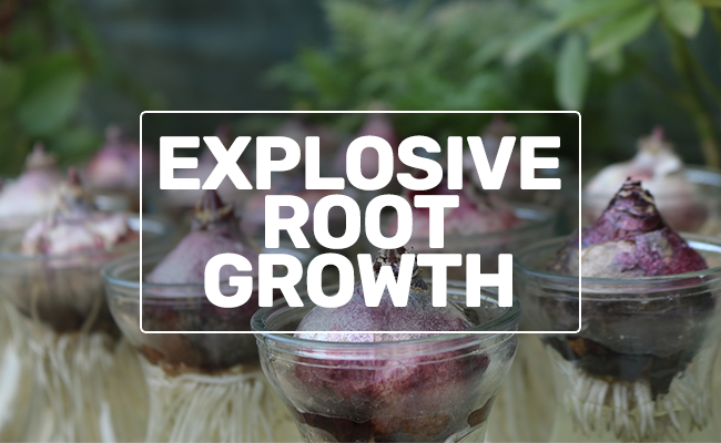 rootgrowth